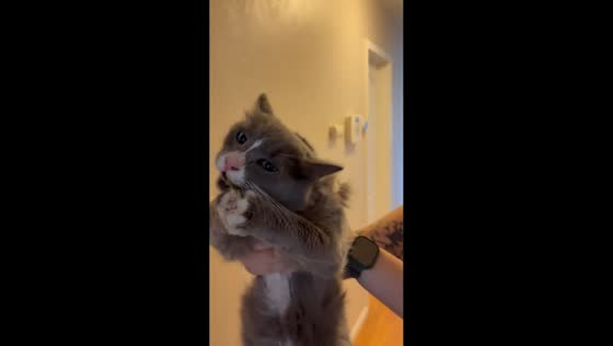 Cat catches grasshopper after being lifted to the wall in Turlock, California, USA