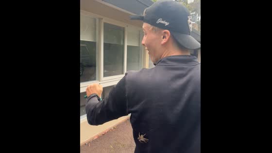Huntsman spider causes scare in Melbourne, Victoria