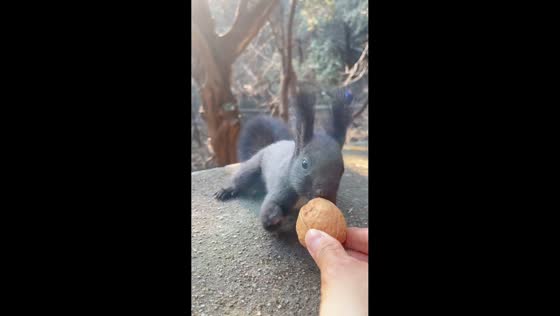 Squirrel cautiously grabs walnut in park in Beijing, China