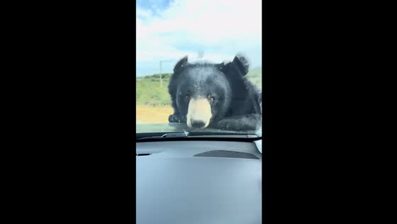 Wild bear climbs onto car hood at safari park in Sigean, France