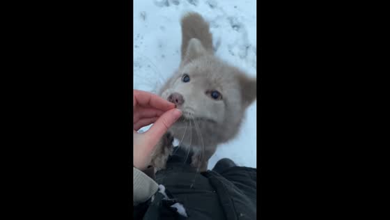 Fox calmly accepts food from woman in Vinnytsia, Ukraine