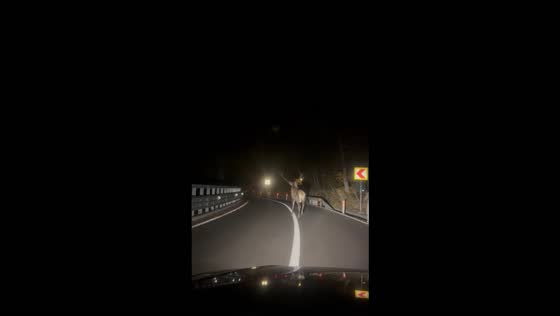 Deer wanders onto a highway at night before returning to the forest in Soveja, Romania