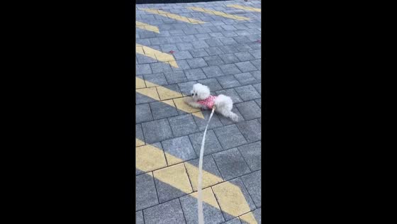Playful dog crawls on the street in Seoul, South Korea