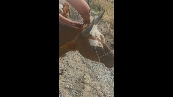 Man rescues cow trapped in wire fence as calf waits nearby in Xinjiang, China