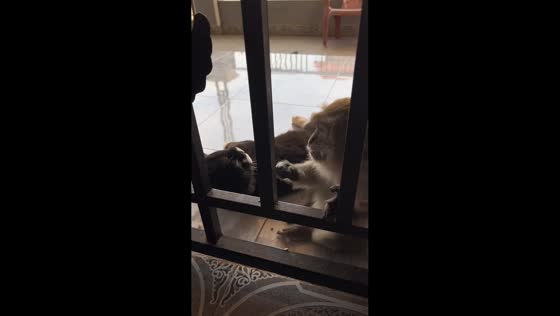 Monkey gets startled while grooming cat in Muara Bungo, Indonesia