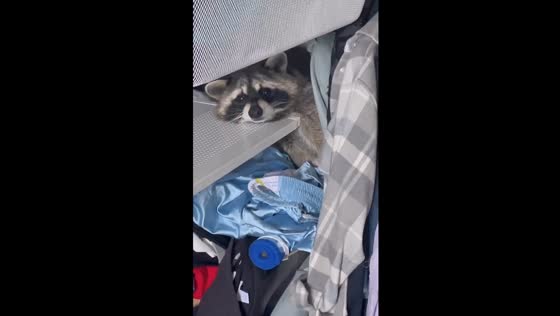 Raccoon's Miron misadventures: a heartwarming birthday surprise!
