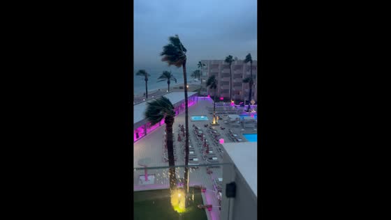 Strong winds violently bend palm trees during storm in Ibiza, Spain