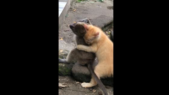 Playful pandemonium: Roki and Oyen's hilarious monkey-cat showdown in Central Bangka