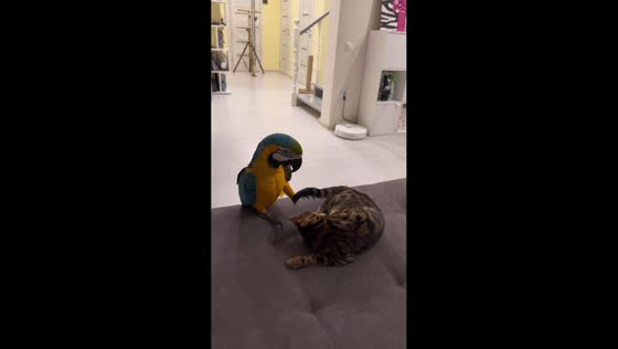 Parrot teases cat on sofa in China