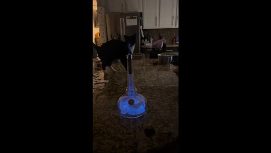 Bourbon vapor fire trick surprises cat in Las Vegas, Nevada, USA
