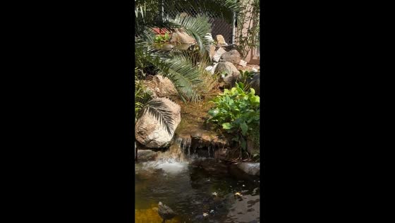 Playful turtle enjoys miniature waterfall at sanctuary in Las Vegas, Nevada, USA
