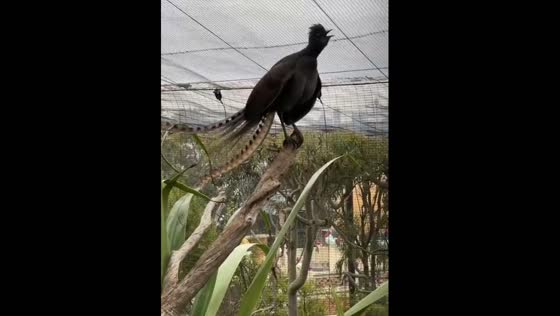Superb Lyrebird mimic a number of unique sounds at Taronga Zoo in Sydney, Australia
