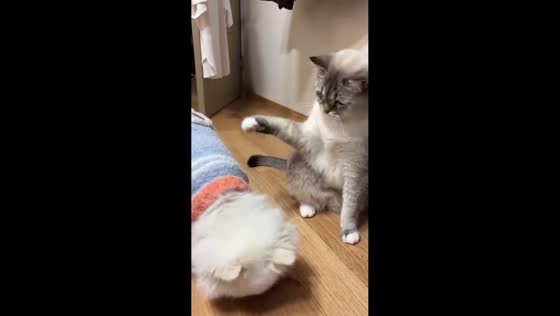 Cat nudges hesitant dog to eat snack in Seoul, South Korea