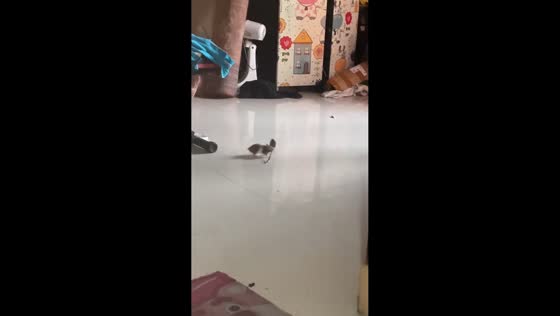 Hamster amusingly carries a spoon around a living room in West Java, Indonesia