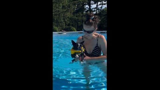Dog 'swims' above water in hilarious pool antics
