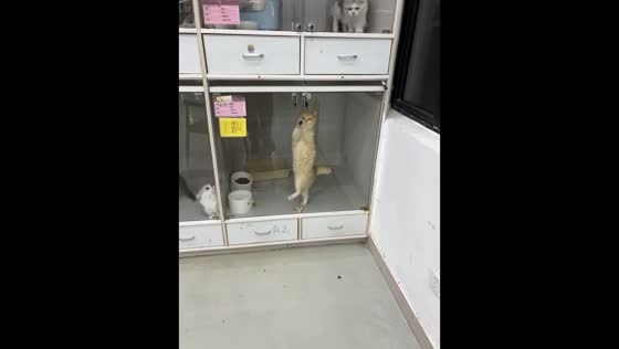 Playful cat tapping glass door trying to get out in Shanghai, China