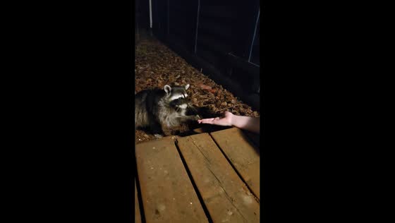 Raccoon cautiously takes grapes from a person's hand in Poulsbo, USA