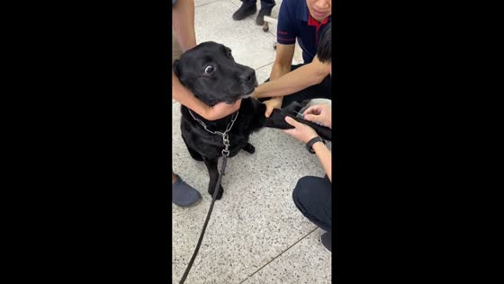 Brave dog stays still while getting blood drawn in Bangkok, Thailand