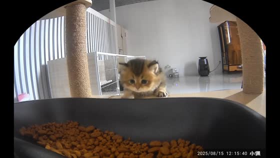 Persistent cat struggles to reach food bowl in Liaoning, China