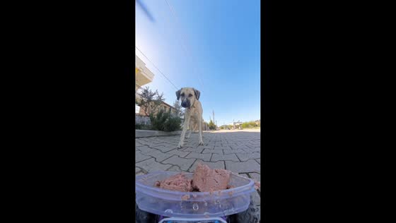 Stray dog reacts to playful RC food cart surprise in İzmir, Türkiye