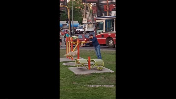 Playful pooch enjoying a swingy adventure in Morón, Buenos Aires!
