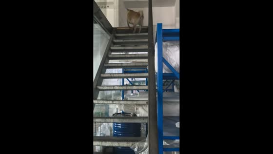 Cute dog hops up stairs with unique step in Jiangsu, China