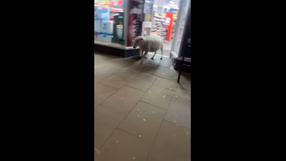 Sheep spotted in shopping mart escapes in Llangollen, UK