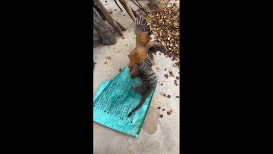 Playful scuffle between a cat and a chicken in Guangxi, China