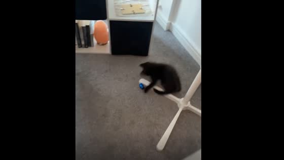 Cat plays with urn in Chesterfield