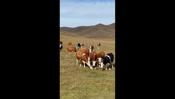 Corgi hilariously finds itself surrounded by curious cows in Inner Mongolia, China