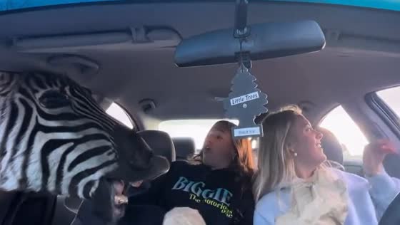 Zebras try to get treats from car windows in Georgia safari
