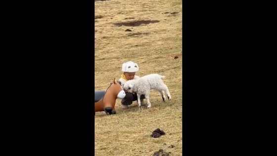 Playful lamb repeatedly headbutts toy donkey during interaction with toddler in Qinghai, China