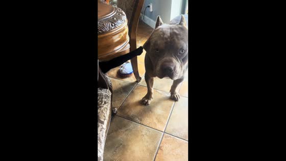 Dog pleads for help as cat holds its head in Naples, Florida, USA