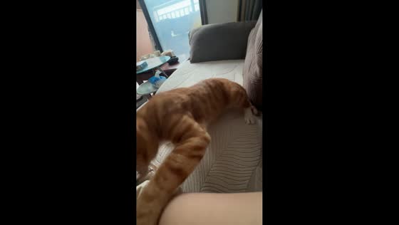 Kitten playfully attacks owner in China