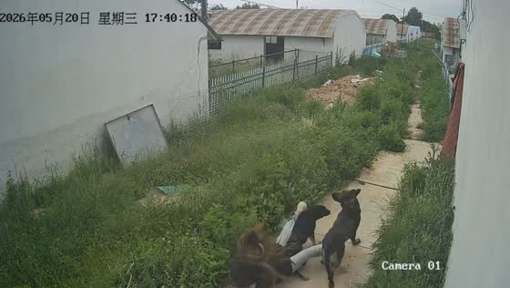 Woman falls after being bumped by dogs outside home in Gansu, China