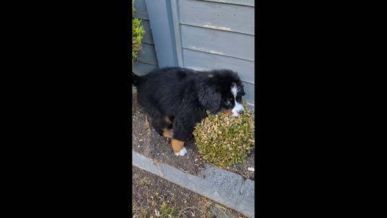 Dog caught digging acts innocent in North Ferriby, England