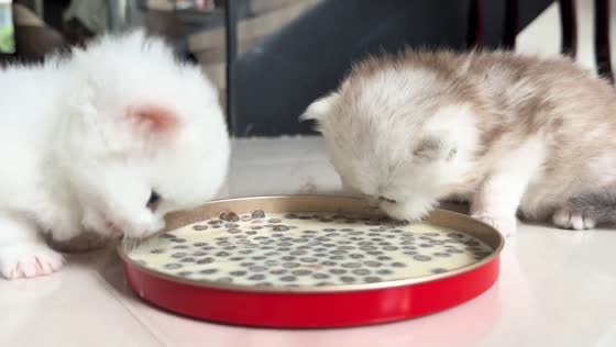 Two kittens accidentally lift their food plate while eating in Henan, China