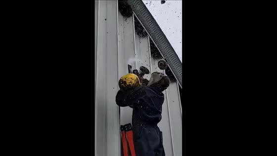Hornet hive falls on man during removal attempt in Alberta, Canada