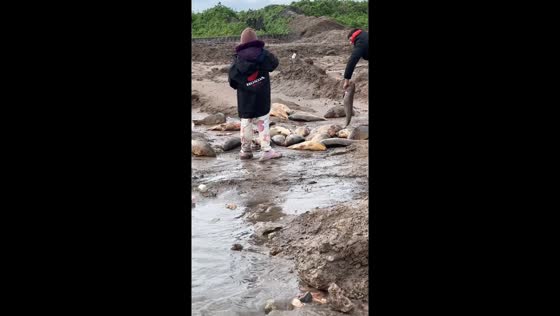 Abundant fish catch in Roque Pérez, Argentina