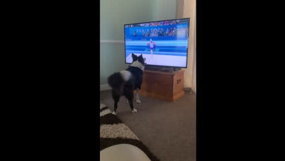 Dog imitates Olympic gymnast in Sleaford, UK