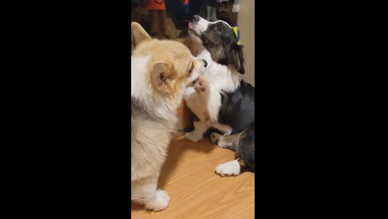 Playful corgi duo: Gustaff and Edelweiss share a closet clash