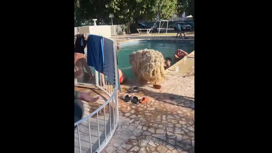 Furry sheep surprises wedding guests by jumping into pool in San Juan Province