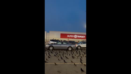 Hundreds of black birds take over parking lot in Oklahoma, USA