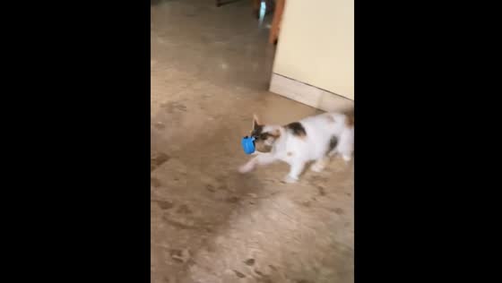 Cat plays with bottle cap in living room in Ponorogo, Indonesia