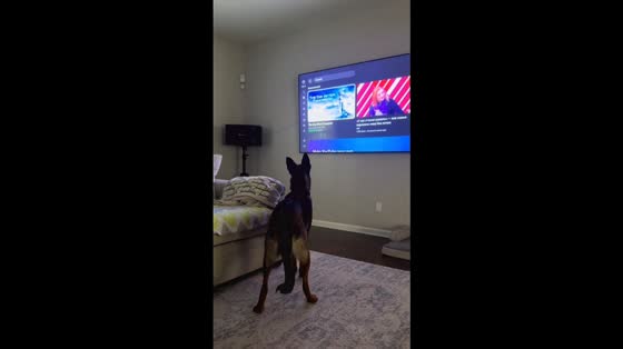 German Shepherd reacts to changing videos on TV in Raleigh, North Carolina, USA