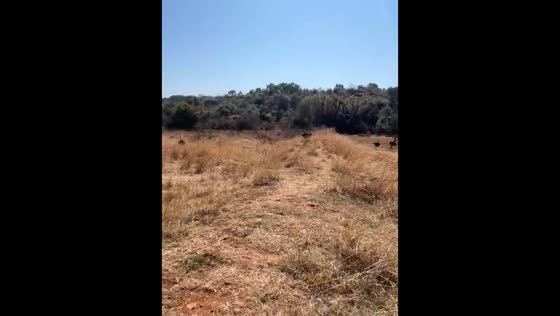 Ostriches chase hikers in Pretoria, South Africa