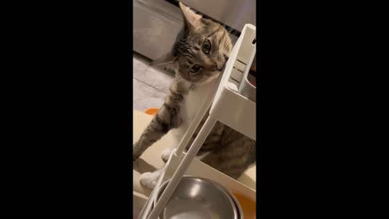 New Hampshire cat makes groovy sounds with trolley shelf 