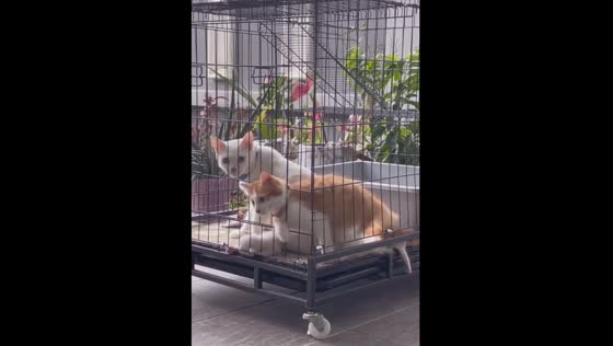 Amazing escape: brave cat Oyen breaks free from locked cage!