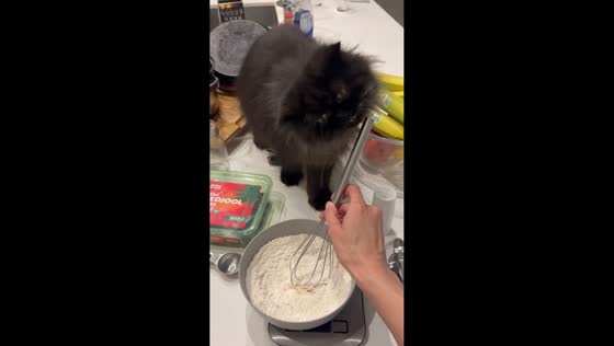 Persian cat tries to help with baking in Dallas, Texas, USA
