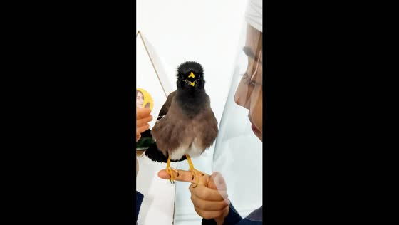 Talking myna bird mimics poem and calls to God in Iran 